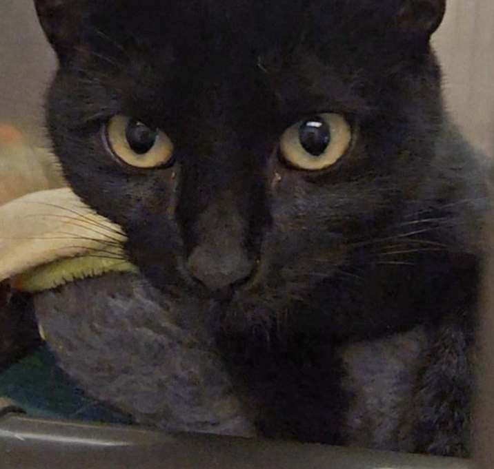Photo of Violet