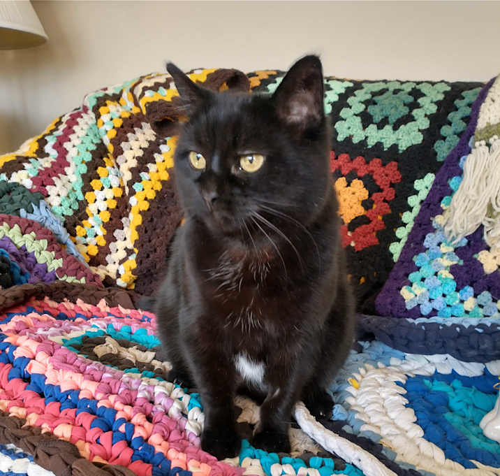 Photo of Kitty