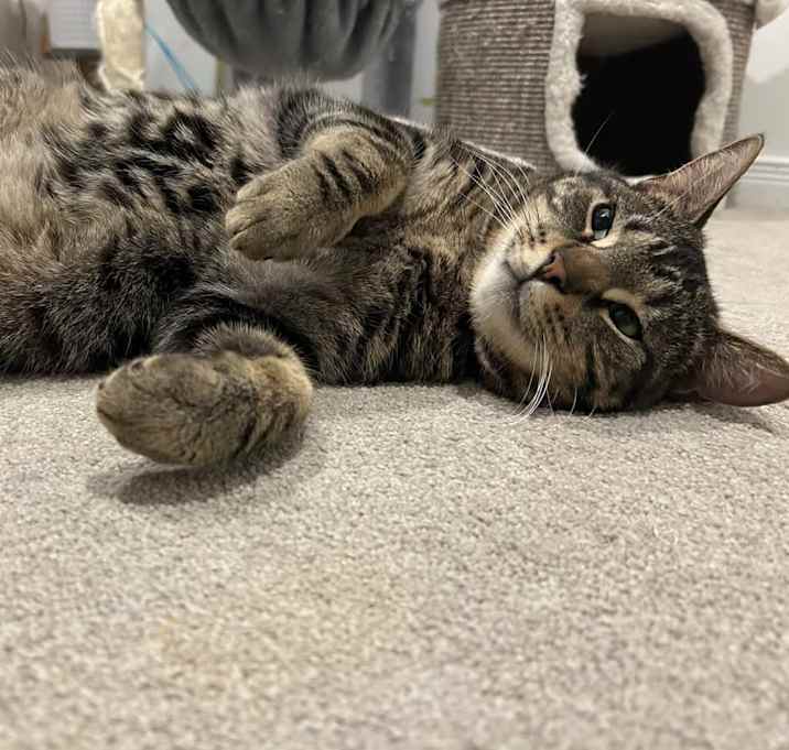 Photo of Cookie