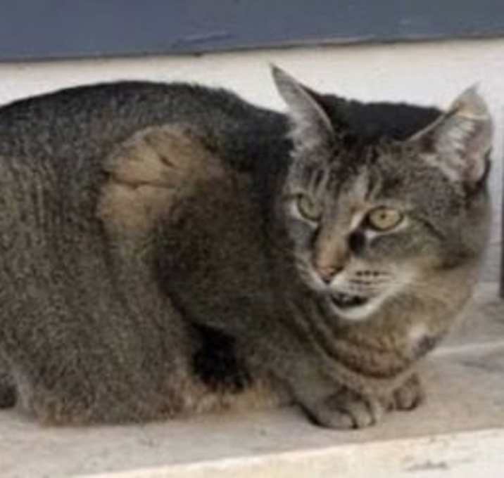 Photo of Pixie - Lovable Exotic Grump