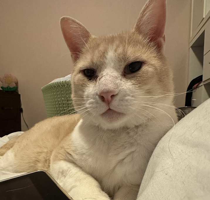 Photo of Buddy