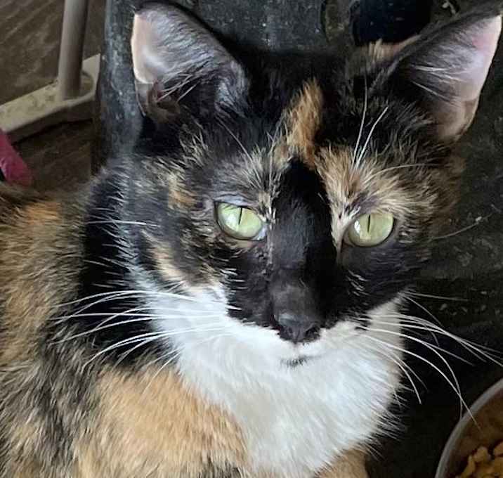 Photo of Luna