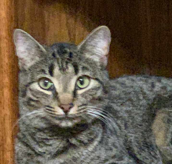 Photo of Tiger