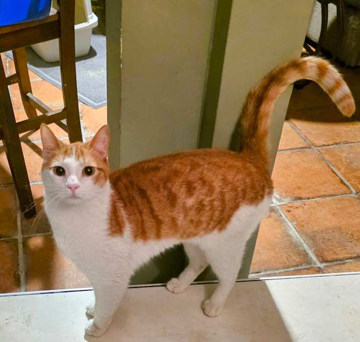 Photo of Smokey