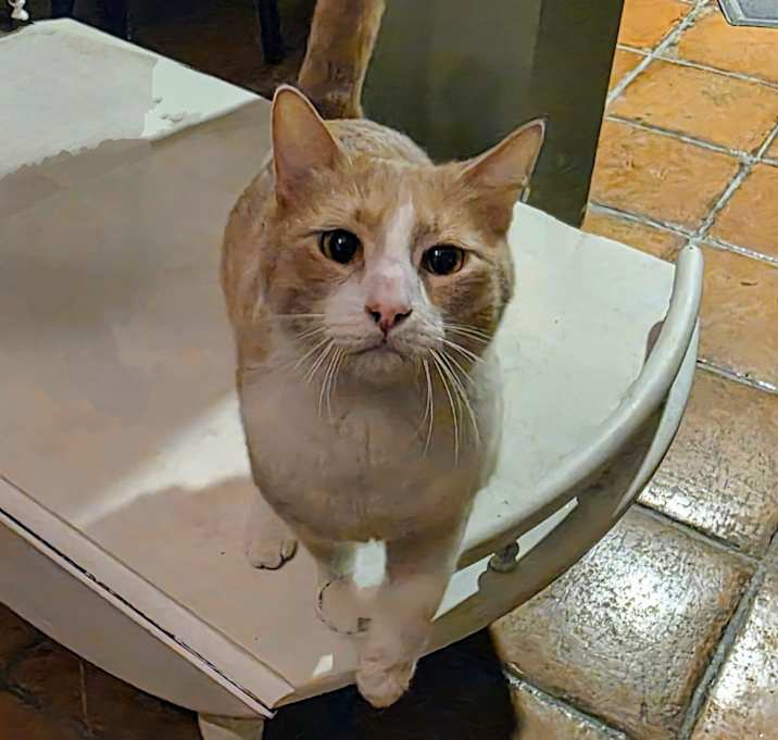 Photo of Bandit
