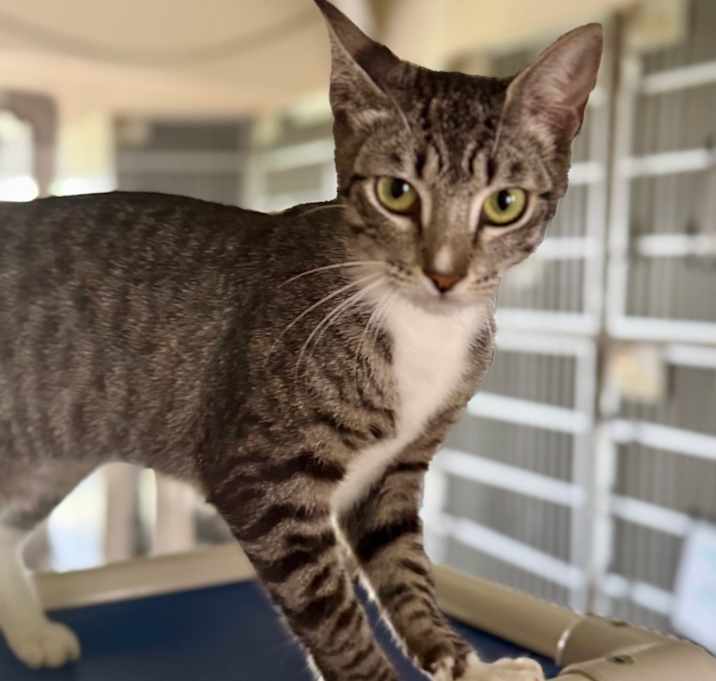 Photo of Kiwi