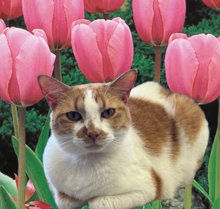 Photo of Tulip