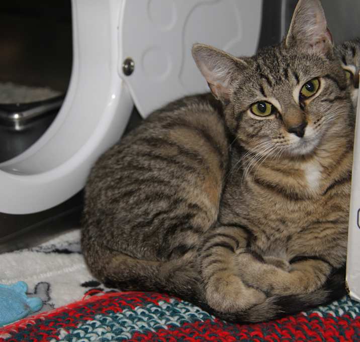 Photo of Marcia (Spayed) @WeLovPets