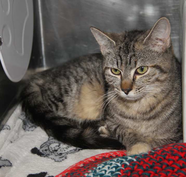 Photo of Cherry (Spayed) @WeLovPets