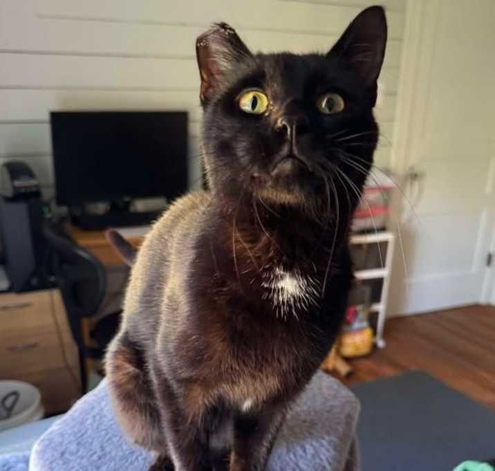 Photo of Bleppy George