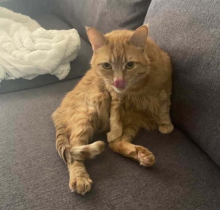 Photo of Ollie