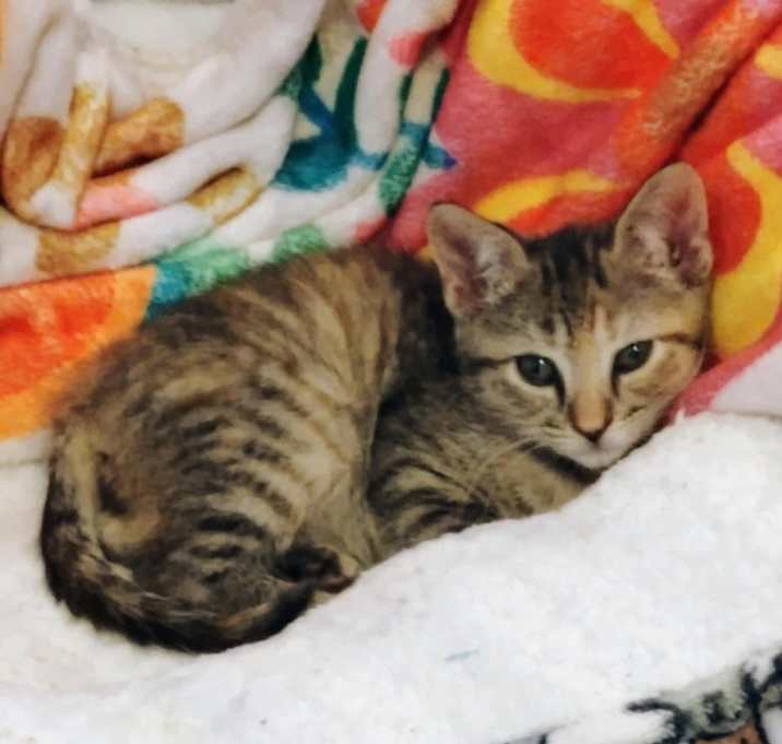 Photo of Poppi