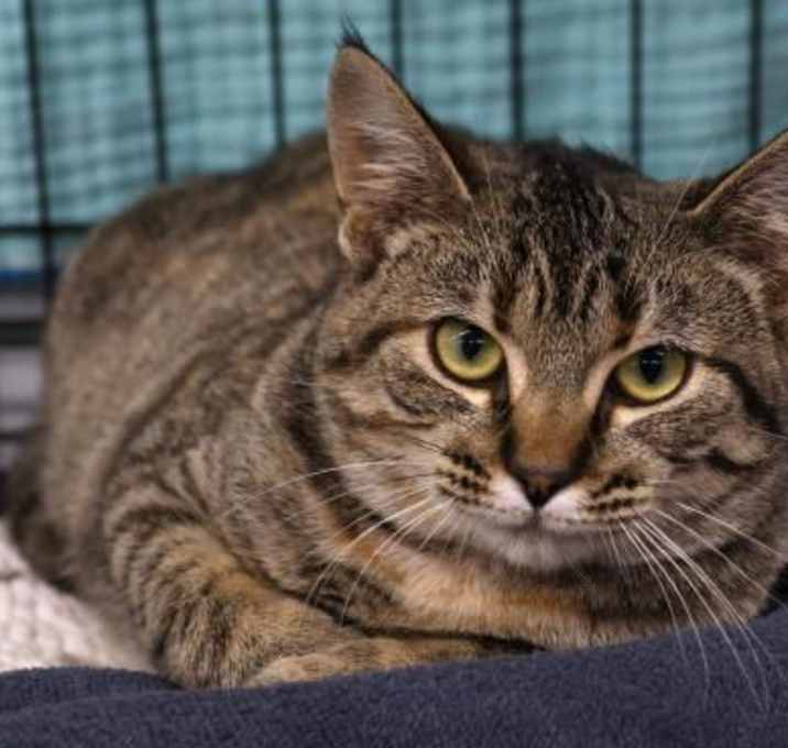 Photo of Cinnamon
