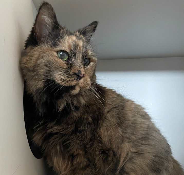 Photo of Kit Kat