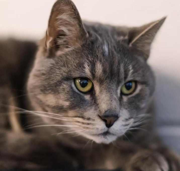 Photo of Chutie-C