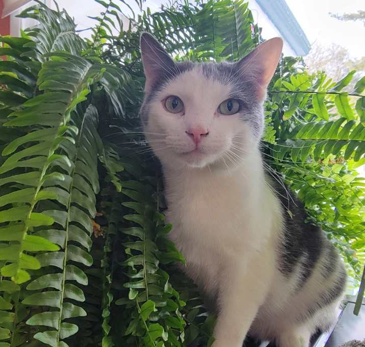 Photo of Mr. Meoswser