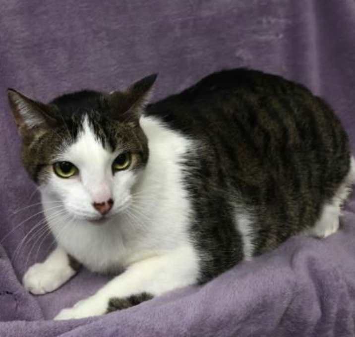 Photo of Twix
