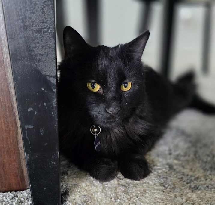 Photo of Binx