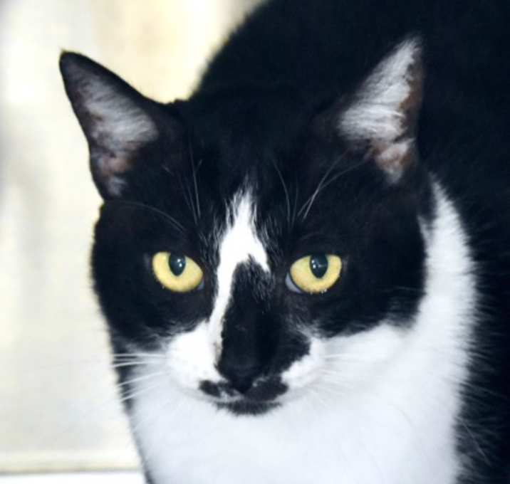 Photo of Pansy