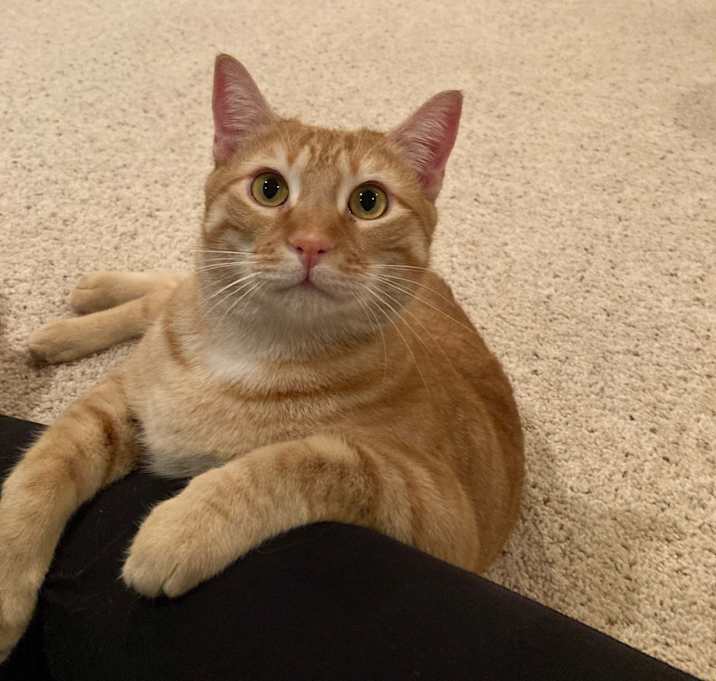 Photo of Pumpkin