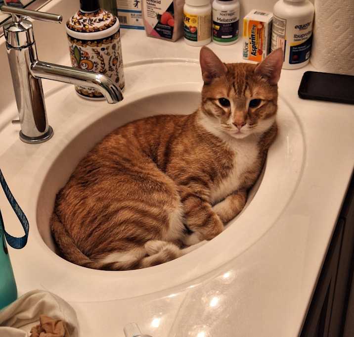Photo of Ollie