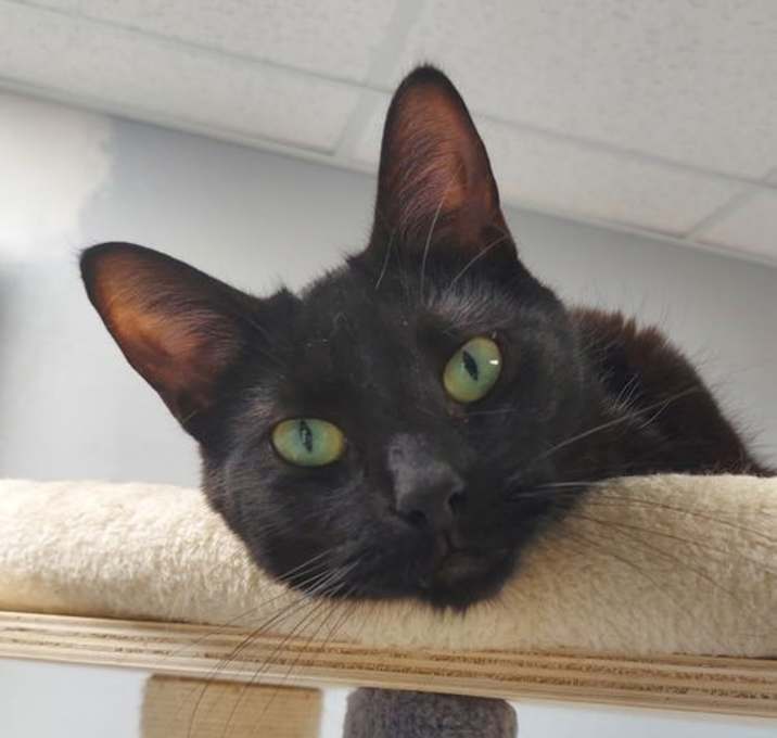 Photo of Peabody