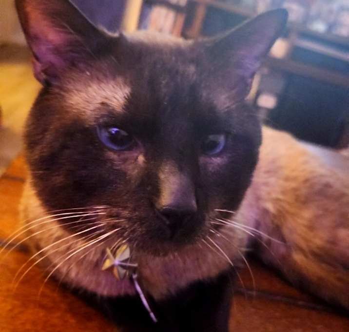 Photo of Goose