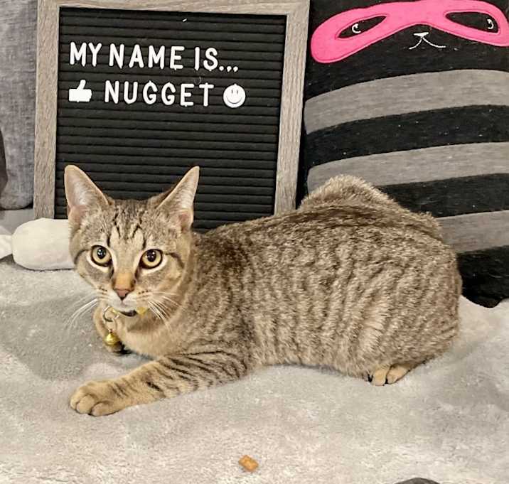 Photo of Nugget