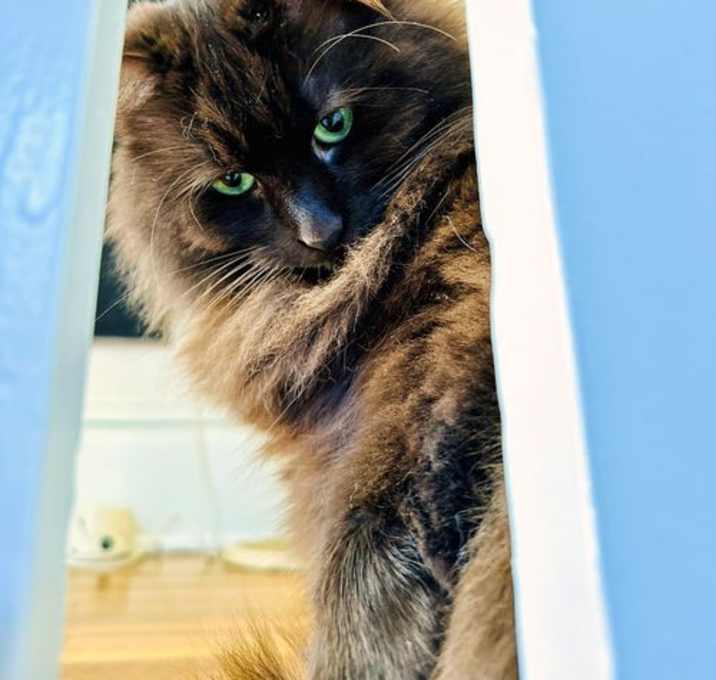 Photo of GIRLFRIEND & TACO - Offered by Owner - Bonded