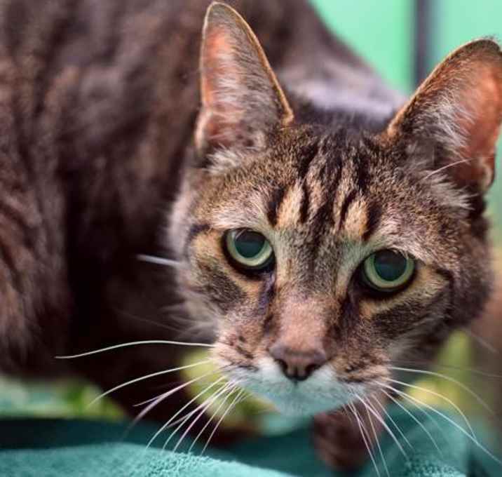 Photo of Mr. Kitty