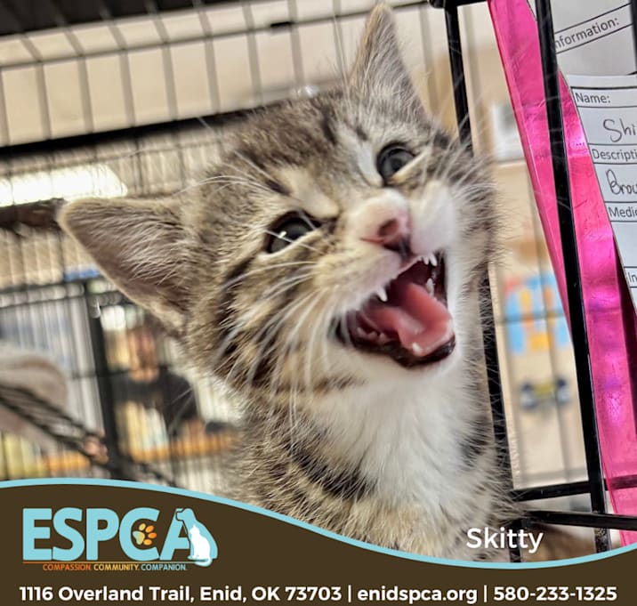 Photo of Skitty