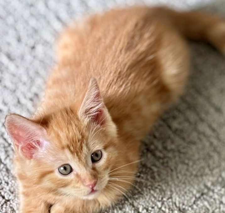 Photo of Falafel