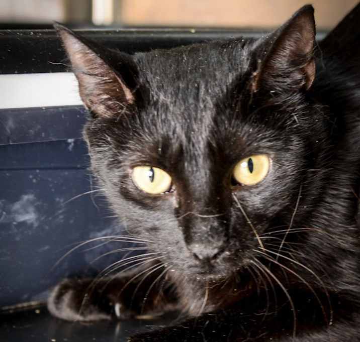 Photo of Pantera
