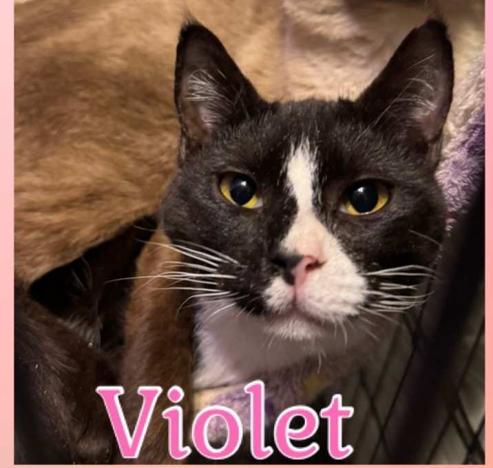 Photo of Violet