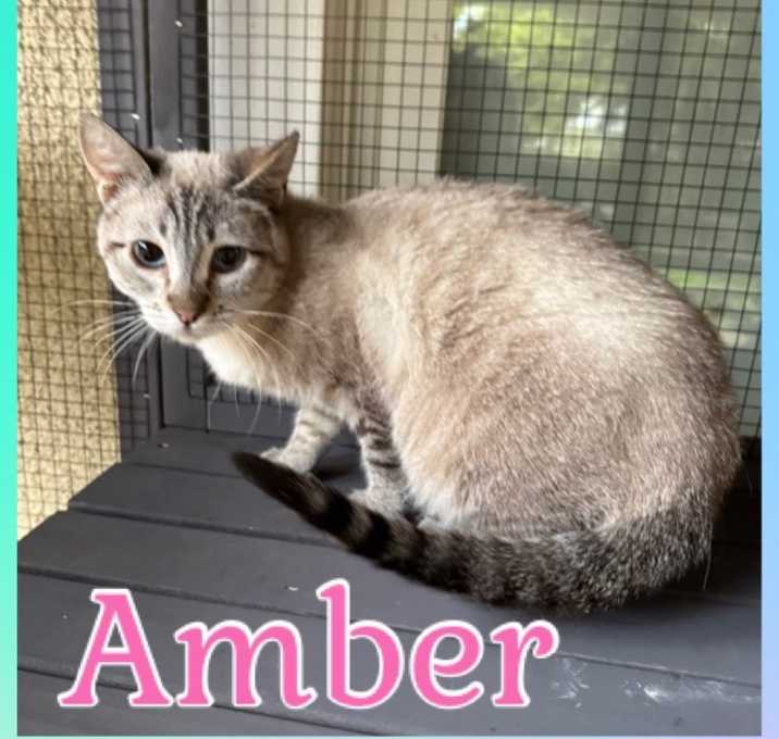 Photo of Amber