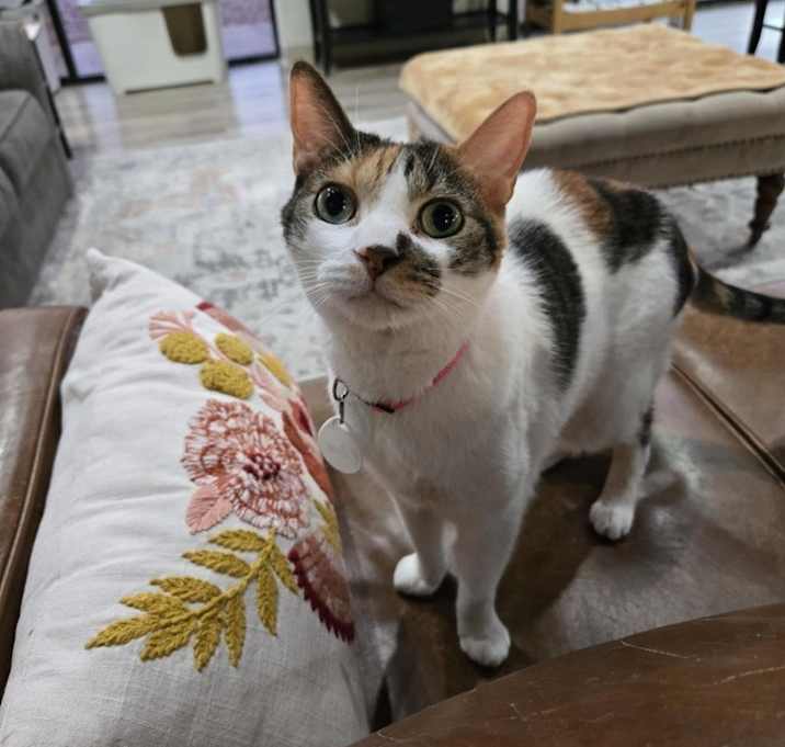 Photo of Citra