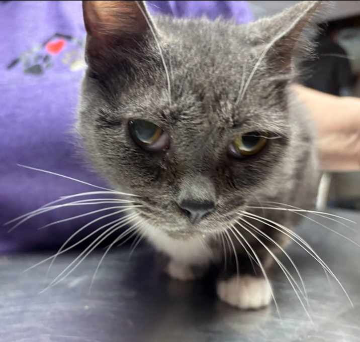 Photo of Calypso