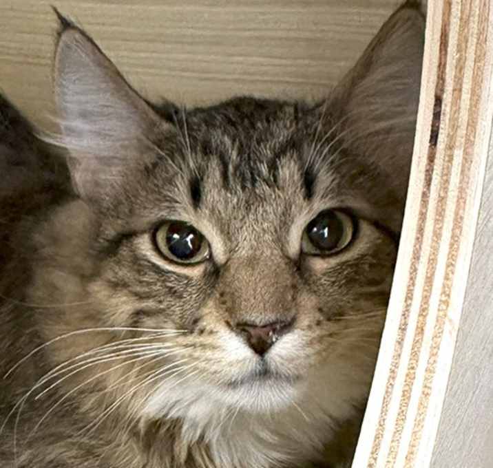 Photo of Mittens