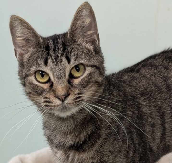 Photo of Periwinkle