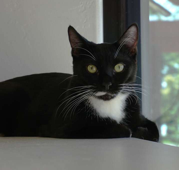 Photo of Brutus