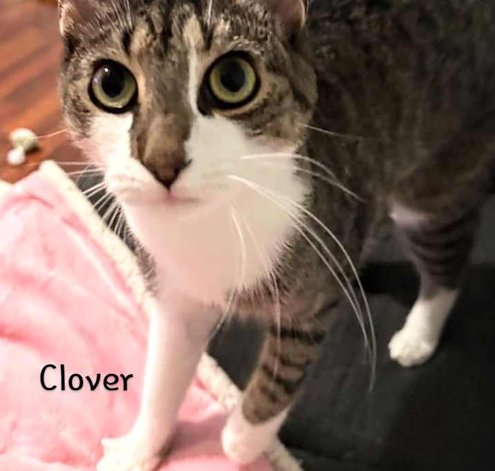 Photo of Clover