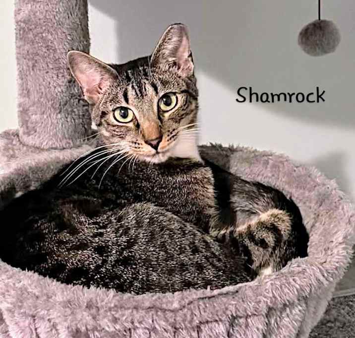 Photo of Shamrock