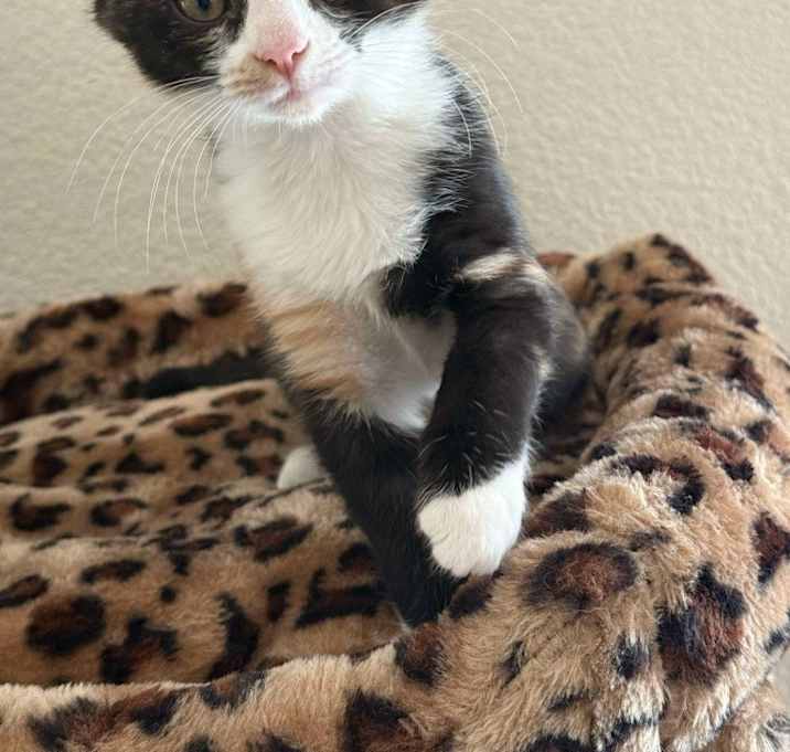 Photo of Cleo