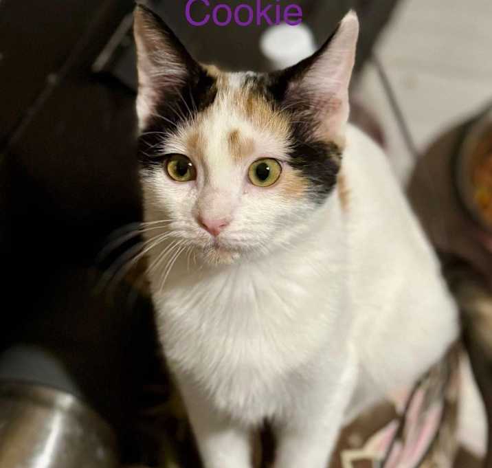 Photo of Cookie