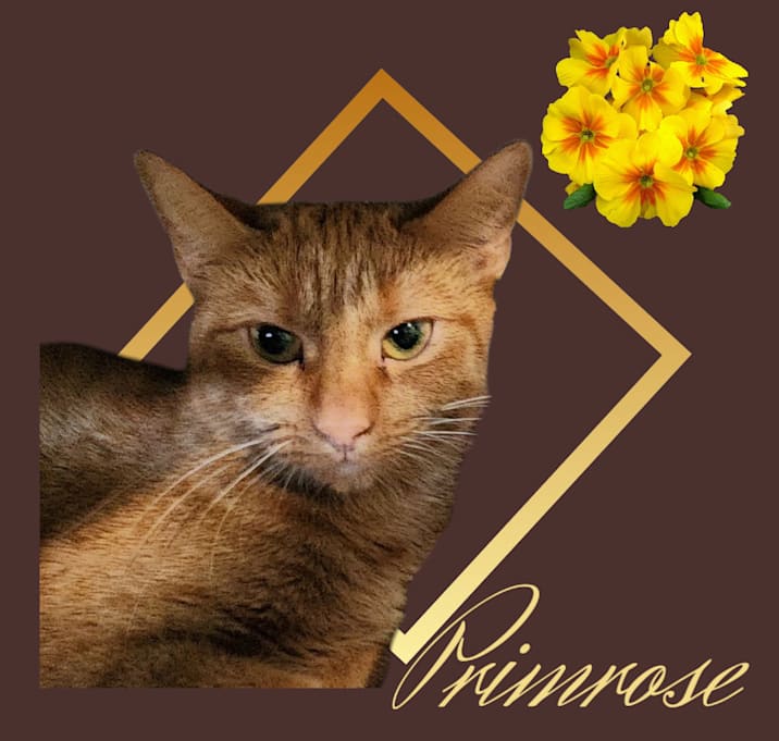 Photo of Primrose