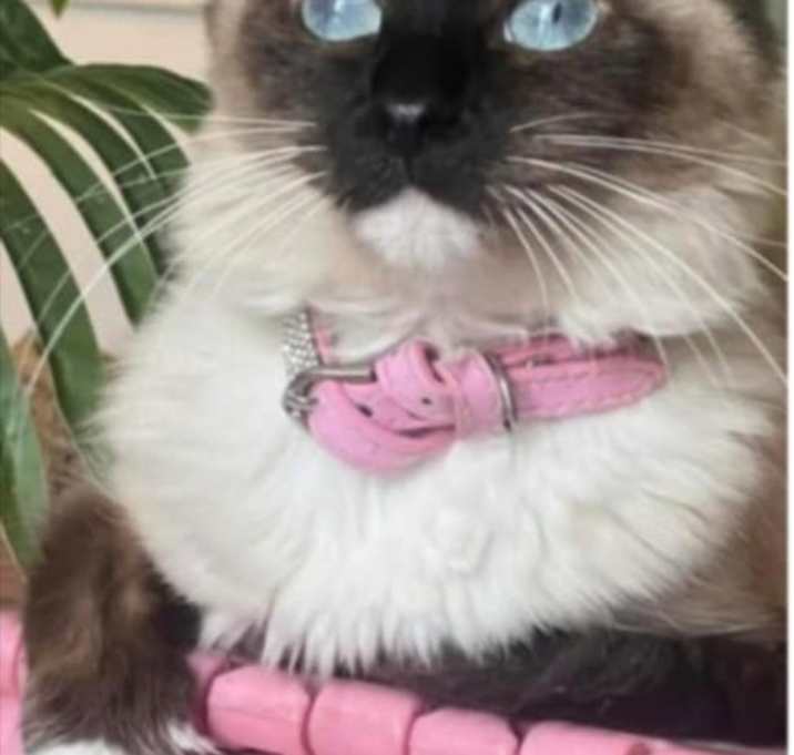Photo of Mocha