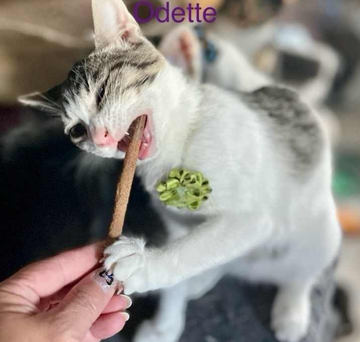 Photo of Odette