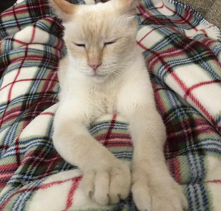 Photo of Coco