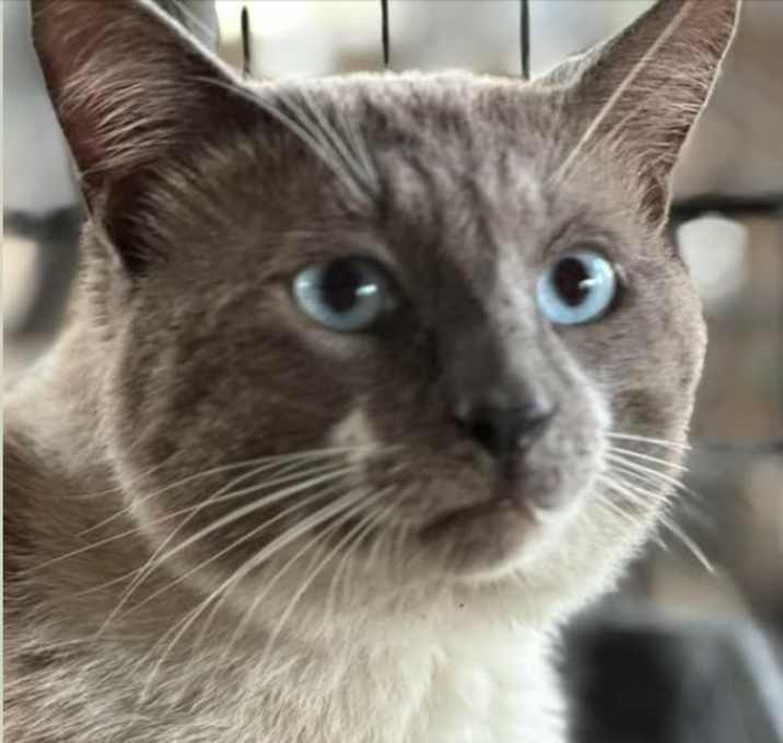 Photo of Romeo
