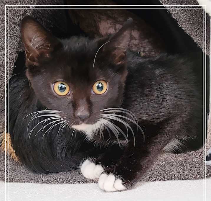 Photo of Mittens